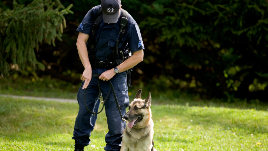 How Police Dog Training Prepares K9s for Real-World Emergencies
