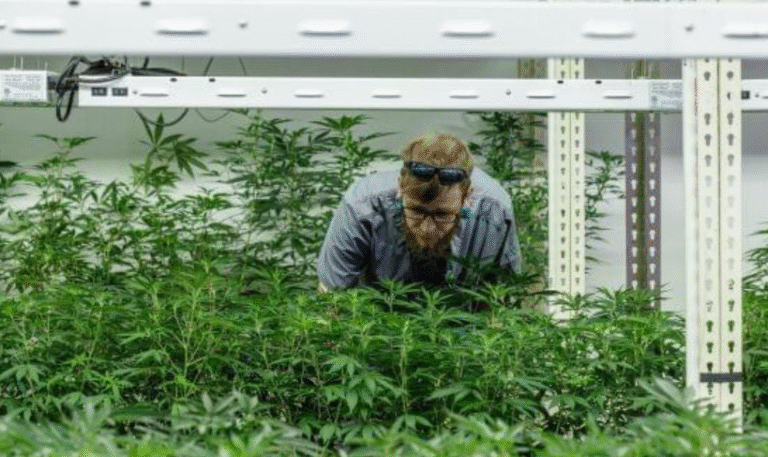 The Rise of Dispensary Cannabis