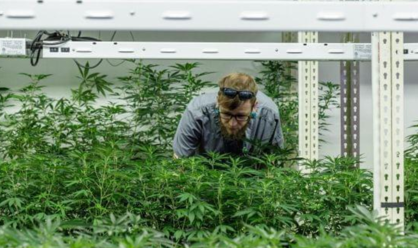 The Rise of Dispensary Cannabis